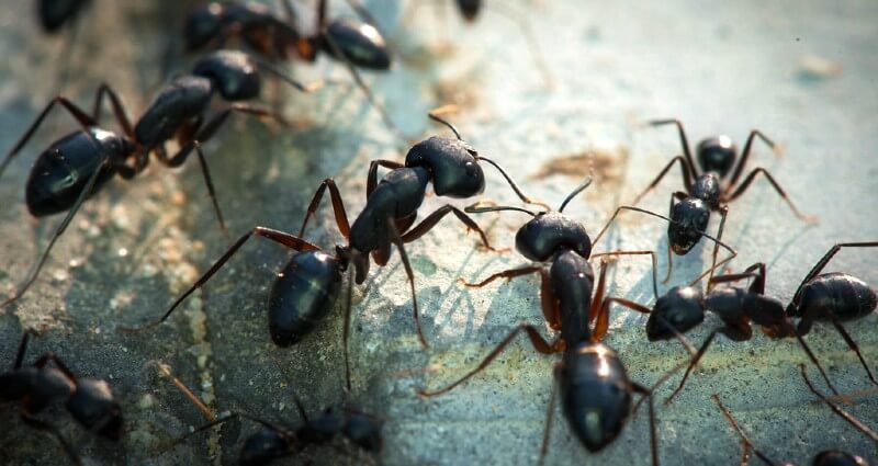 Ant Control Services In Albuquerque, NM