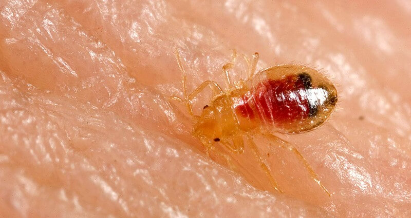 Bed Bug Control Treatment In Albuquerque, NM