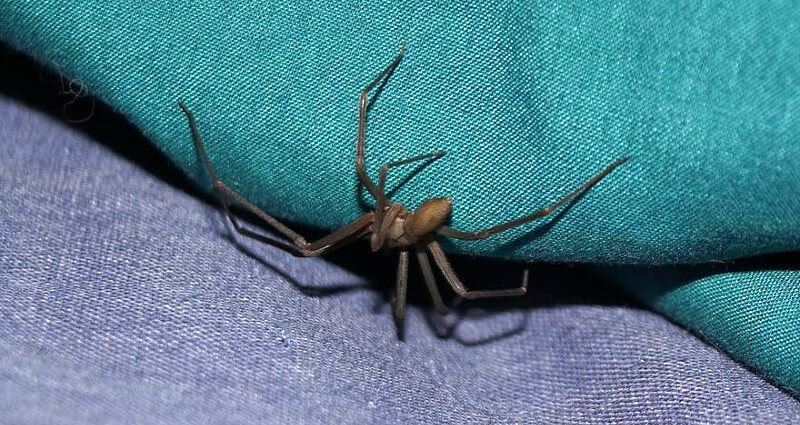 spider control & exterminators In Albuquerque, NM