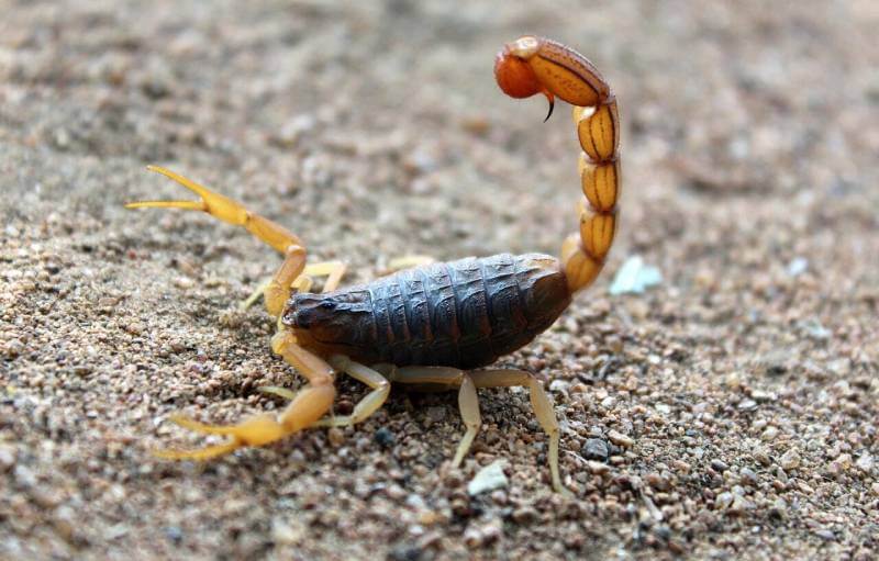Scorpion Control In Albuquerque, NM