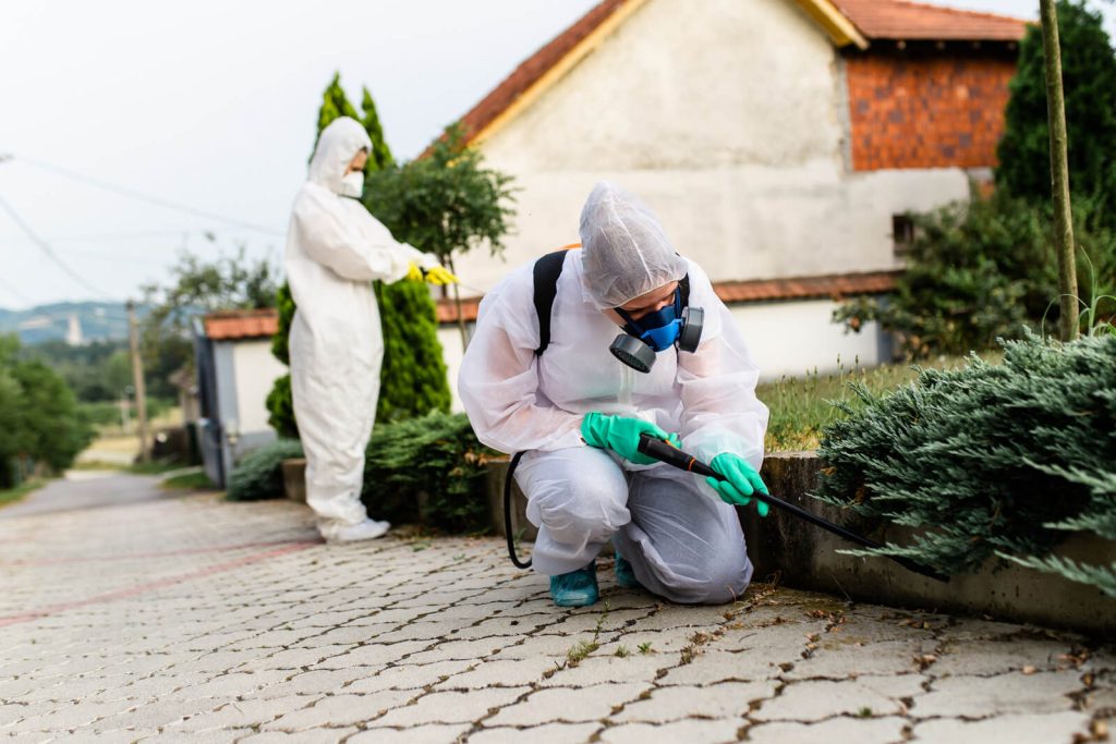Pest Control Services Near Albuquerque
