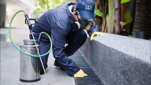 Pest Control Services Near Albuquerque